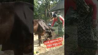 গ্ৰামের বাড়িতে কীভাবে গাই গরুর বাছুর হয়...#bengali #shorts #village #minivlog #yummyfood