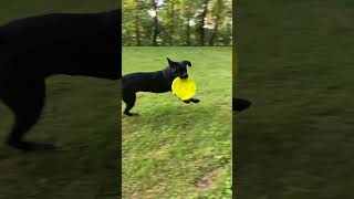 Run with Abby Normal! #canecorso #Abbynormalthecanecorso#pinkfloyd #running #dog  #frisbee