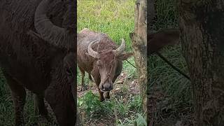 Farmers Working Beast #philippines #farming