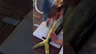 Filleting a Mahi Mahi (Dolphin Fish) during a Trans Pacific Yacht Delivery #shorts