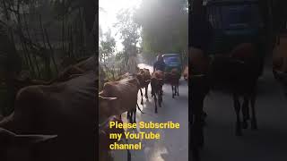 The shepherd is returning home with his cows in the evening