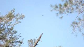 Condors at Pinnacles National Monument March 2010