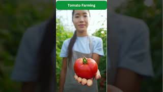 Tomato Farming #modernkheti #farming #vegetables