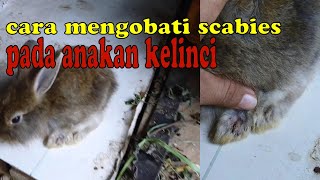 Cara mengobati scabies atau gudik pada kelinci tanpa di suntik