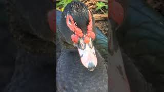 Daily Duck Diary Nap Time Edition #cute #cutebaby #love #florida #ducks #duck #sleep #nature #baby