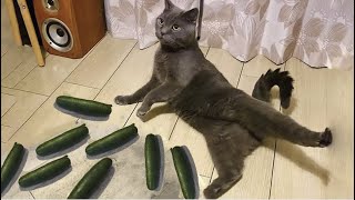 😂YOU LAUGH YOU LOSE! 😹Funny Moments Of Cats Videos Compilation - Funny Cats Life #1