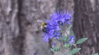 Dunkle Bienen und Kärntner Bienen...