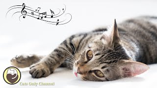 528Hz Healing Music for Cats (with cat purring sounds) - Relief of Stress and Anxiety