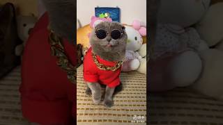 Cat Videos | Cat Reels#cato #billi#shorts#cat#funny 💕#cat doing human things#new#short#fyp #catworld