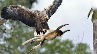 The Best of Eagle Attack 2024-Most Amazing Moments of wildlife animal !