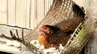 Can Chickens Survive Alone? Here's What You Need to Know