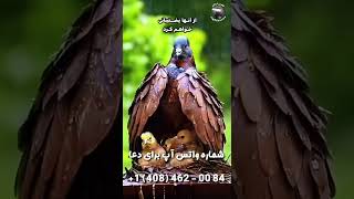 وقتی به خداوند پناه میبری . او مانند پدری مهربان اجازه نمی دهد هیچ کسی به تو و نسل تو آسیبی برساند