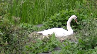 White Swan defending its Nest