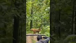 Tiger Was Seen During  Jungle Safari In Kabani #shorts #video #trending