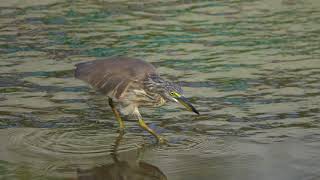 Pond Heron hunting