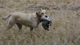 Challenging Pigeon shooting over decoys, on Barley stubble, with GT and Kim the Wonder dog.