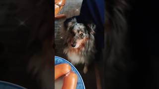 So unfair #sheltie #teddy #dog #dogvideo #hund #lieblingshund #seelenhund