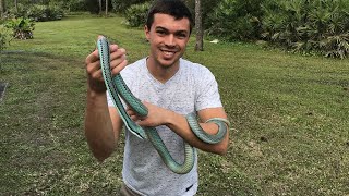 Neon BLUE Snake!