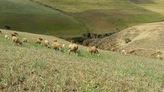 ڤلوغ رعي الأغنام في أجواء مشمسة