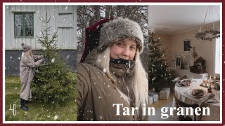 Julpysslar och tar in granen!!! 🌲