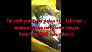 Pengalaman cari / kutip durian - siang malam durian.