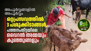 ഒറ്റപ്രസവത്തിൽ 3 പശുക്കിടാങ്ങൾ, പത്തനംതിട്ടയിലെ വൈറൽ അമ്മപശുവും കുഞ്ഞുങ്ങളും, Koduman 3 Calf