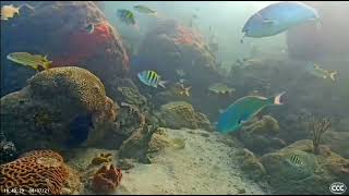 Ramón steals a snack from a redtail parrot Coral City Camera