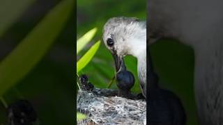 Hummingbird baby at 1 wk old #birds #hummingbird #feed #wildlife #motherslove