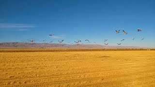 Amazing view of wheat and geese in Xinjiang's Tianshan Mountains