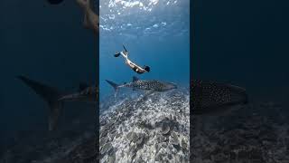 BALI MUST BUCKETLIST OF THE YEAR | DIVE WITH MANTA AND WHALE SHARKS