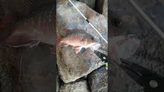 fishing day, mangrove jack using ultralight lure #fishing #fish