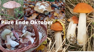 Pilze ende Oktober /Rotkappe /Steinpilze