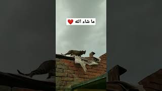 اللهم صل وسلم وبارك على سيدنا محمد وعلى اله وصحبه اجمعين ❤️