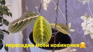 Первая осенняя новиночка💚💚💚🌿🧚‍♂️Пересадка🪴