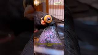 সেরা ফেন্সি কবুতর ইংলিশ শর্ট ফেইস টাম্বলার Best Fancy Pigeon English Shortface Tumbler #fancypigeon