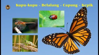 4 Serangga Kupu kupu Belalang Capung Kepik