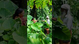 ചീരച്ചേമ്പും ചീമച്ചേമ്പും | Saranghills | Dakshina #colocasia #kerala #farmlife #cheerachembu