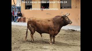 toro más vacas cerriles Vila-real 16 de mayo 2024