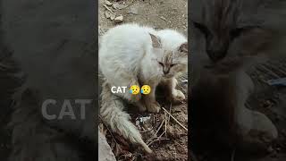 CAT 😥#cat #catlover #cats #shorts #shortvideo #youtube #youtubeshorts