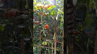 tomat petikan ke-3 #berkebundirumah #tomat #tomatoes #rawapening #ambarawa #salatiga