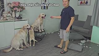 Nô đi vắng mấy ngày mà Cà Chua làm loạn ở nhà, phá hoại tanh bành thế này đây ạ