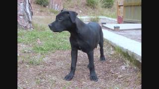 Great Dane dwarf from Kamchatka - Alano nano della Kamchatka