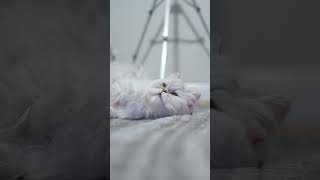 Fluffy White Cat gets Comfy 🐈 #cat #catvideos