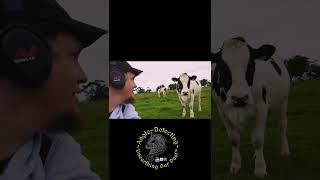 Cows & Metal Detecting 🤣 #shorts