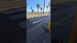 Miniature Schnauzer waits to cross road