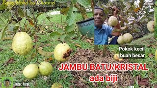 JAMBU BATU/KRISTAL | Pokok kecil buah besar