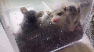 The Baby Opossums Drink Their Milk