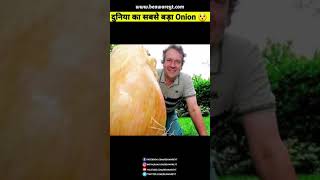 World's Biggest Onion Ever 🌰😱 | 18 Pound Onion | #Shorts #BeawareYT #fact