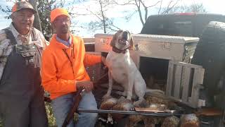 Showing down Pheasants with Level Hunt Outfitters come book a hunt.