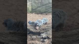 this meerkat eating a mice 😳😨#uklife #shortvideo #animals#meerkat#ukzoo #viralvideo#colchesterzoo